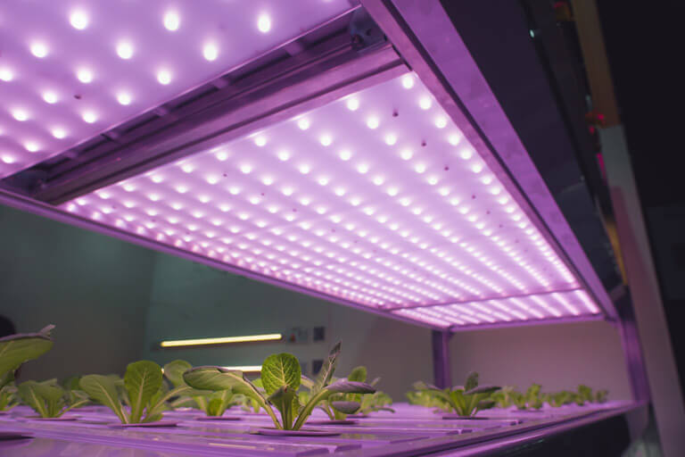 Best LED Grow Light