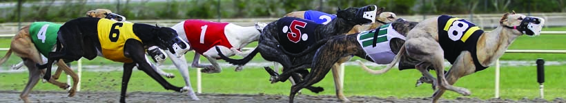 dog race betting online